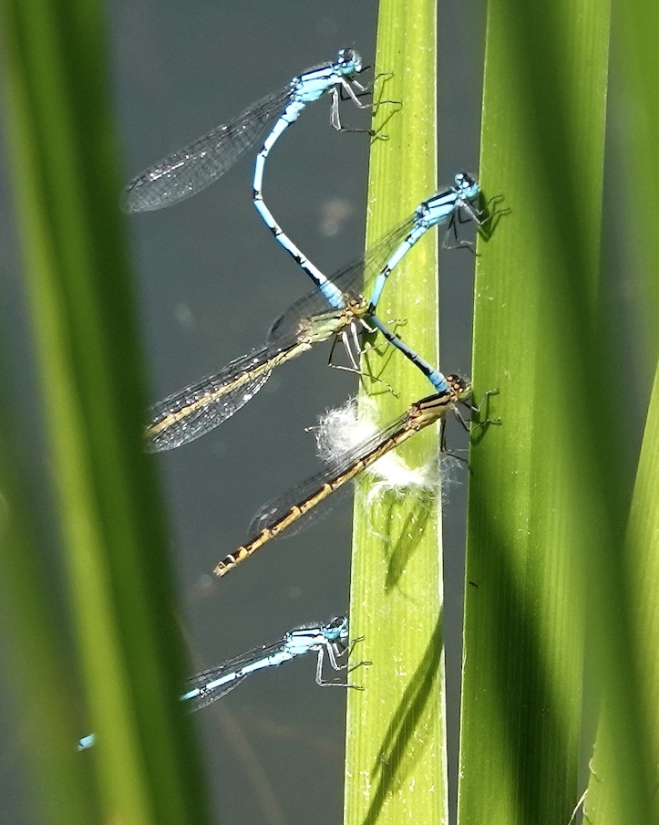 common blue damselflies